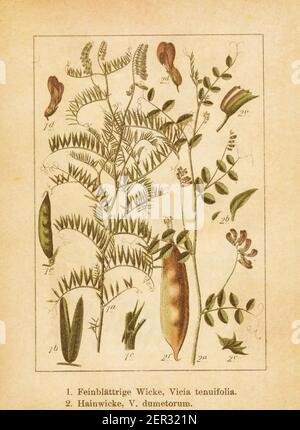 Antica illustrazione di una vicia tenuifolia (nota anche come vetch a foglie sottili) e di vicia dumetorum. Inciso da Jacob Sturm (1771-1848) e pubblicato in Foto Stock