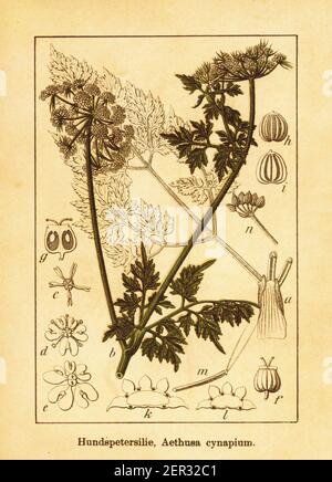 illustrazione del prezzemolo dello stolto del xix secolo. Incisione di Jacob Sturm (1771-1848) dal libro Deutschlands Flora in Abbildungen nach der Natur mit B. Foto Stock