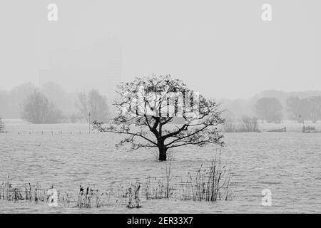 Alti livelli d'acqua del fiume IJssel che affluì le pianure alluvionali sommerge la vegetazione e gli alberi aridi invernali Foto Stock