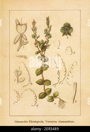 Antica illustrazione di un veronica chamaedrys, noto anche come germander speedwell o bird's-eye speedwell. Inciso da Jacob Sturm (1771-1848) e publ Foto Stock