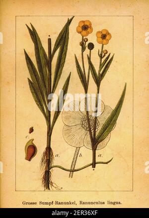 Antica illustrazione di maggiore spearwort. Incisione di Jacob Sturm (1771-1848) dal libro Deutschlands Flora in Abbildungen nach der Natur mit Bes Foto Stock