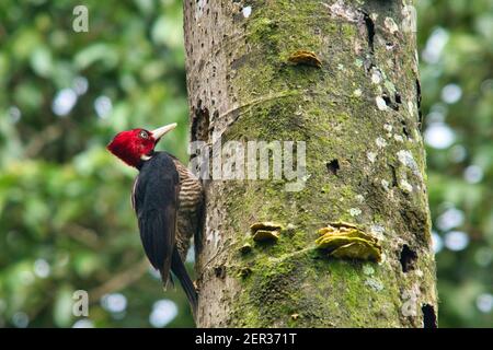 Picchio pallido, picchio rosso con testa in Costa Rica Foto Stock