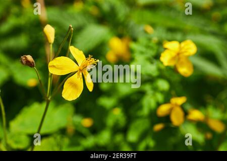 Fioritura medicina celandine erbe.Chelidonio. Erbe di salute concetto Foto Stock