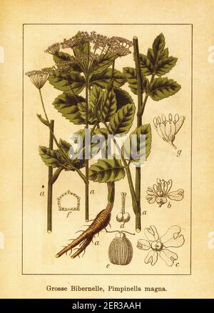 illustrazione del xix secolo del sassifraggio burnett a gambo forato. Incisione di Jacob Sturm (1771-1848) dal libro Deutschlands Flora in Abbildungen nach de Foto Stock