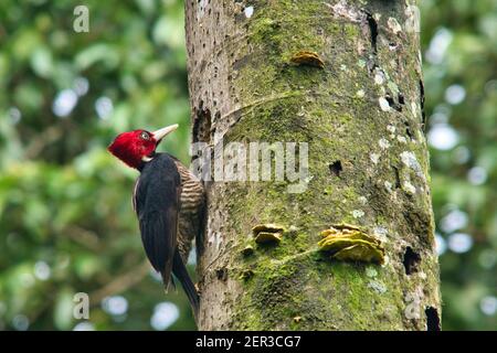 Picchio pallido, picchio rosso con testa in Costa Rica Foto Stock