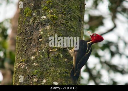 Picchio pallido, picchio rosso con testa in Costa Rica Foto Stock