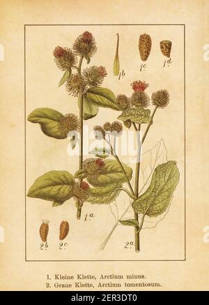 Antica illustrazione di un arctio meno (noto anche come bordock minore, burweed, louse-bur, burdock comune e Button-bur) e di un ottio tomentosum (als Foto Stock