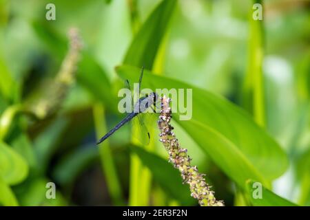 Slaty Skimmer (Libellula incesta) libellula appollaiata su un'erbaccia pickerel. Foto Stock
