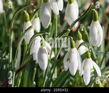 Snowdrops a Springtime, Norfolk, Inghilterra, Regno Unito Foto Stock