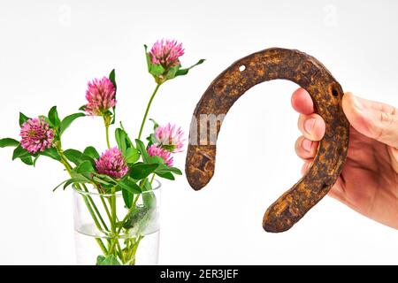 fiori di trifoglio in fiore e ferro di cavallo arrugginito su sfondo bianco. concetto di fortuna semplice Foto Stock