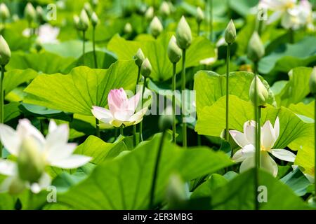 Un campo di fiori di loto indiani in varie fasi di crescita. Foto Stock