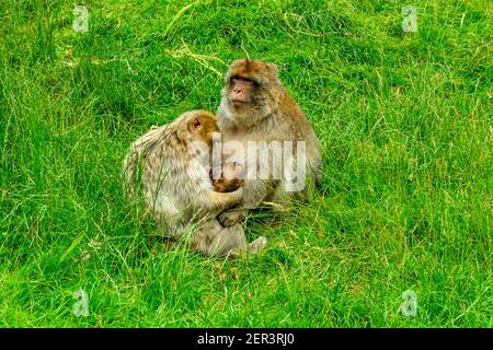 Famiglia barbary macaque scimmie con giovani in cattività a Monkey Foresta di Trentham Staffordshire Inghilterra Regno Unito Foto Stock