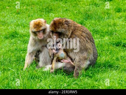 Famiglia barbary macaque scimmie con giovani in cattività a Monkey Foresta di Trentham Staffordshire Inghilterra Regno Unito Foto Stock