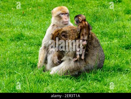 Famiglia barbary macaque scimmie con giovani in cattività a Monkey Foresta di Trentham Staffordshire Inghilterra Regno Unito Foto Stock