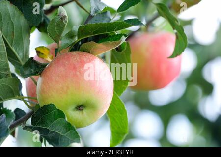 Apple Discovery, Malus domestica Discovery, mele da dessert che crescono in un frutteto inglese Foto Stock