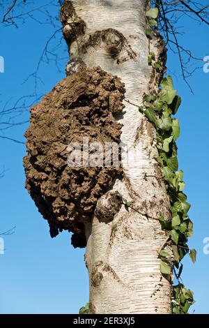 Burl, anche conosciuto come bur o Burr, un'espansione di un albero di Birch Foto Stock