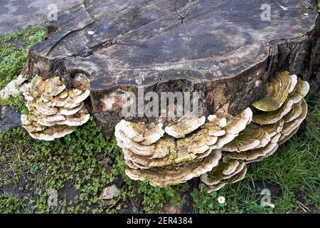 Fungo che cresce su un vecchio ceppo di albero di marciume Foto Stock