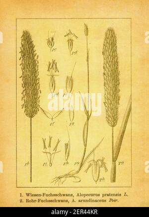 Antica illustrazione di foxtail prato e foxtail prato strisciante. Incisione di Jacob Sturm (1771-1848) dal libro Deutschlands Flora in Abbildung Foto Stock