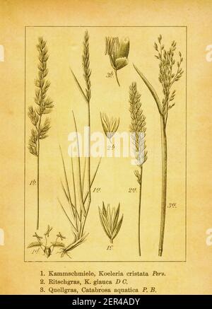 Antica illustrazione di foraggio mediterraneo, Koeleria glauca e acqua whorlgrass. Incisione di Jacob Sturm (1771-1848) dal libro Deutschlands Foto Stock