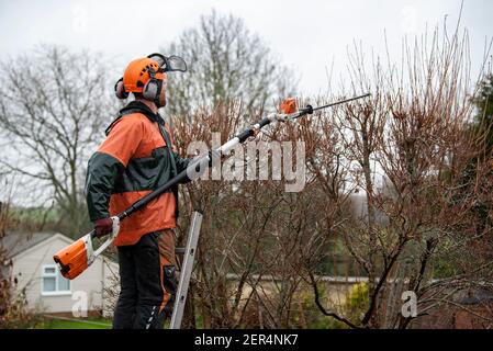 Inghilterra, Regno Unito. 2021. Giardiniere che indossa attrezzature di sicurezza che rifilano un albero di Dogwood in una giornata bagnata a metà inverno. Foto Stock