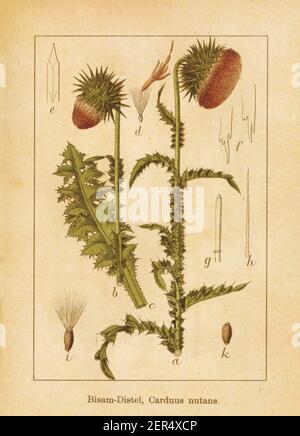 Antica illustrazione di un carduo nutans, noto anche come thistle muschio, nodding tuoneless thistle o nodding thistle. Inciso da Jacob Sturm (1771-1848 Foto Stock