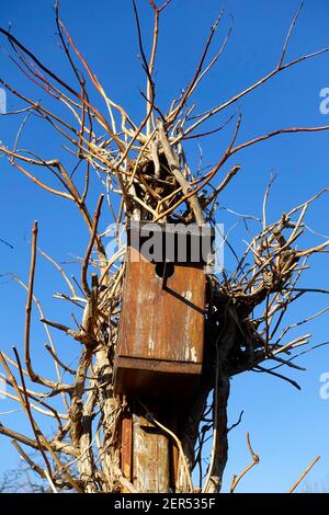 Birdhouse in un giardino, Berlino Foto Stock