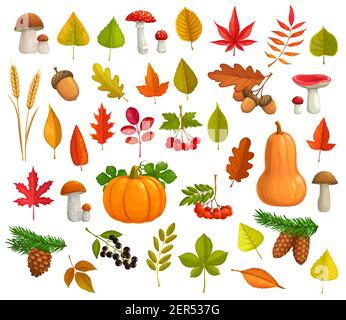 Autunno vettore icone cartoon caduta foglie, zucca, funghi, coni di pino. Acero, quercia o pioppo e betulla con foglie di castagno e rowan. Mare di caduta Illustrazione Vettoriale