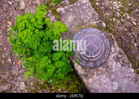 Marcatrice in bronzo di camino de Santiago allestita in un'asfaltatrice con una pianta che cresce vicino ad essa. Preso a Saintes, Francia Foto Stock