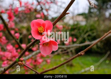 Fiori rossi di mela cotogna giapponesi che fioriscono all'inizio della primavera in Francia, presi in un giorno overcast Foto Stock