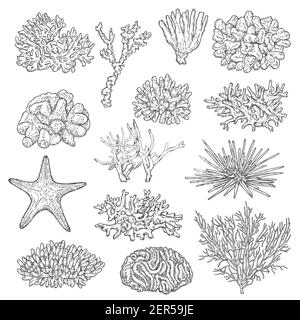 Colonie di coralli marini e vettori di schizzi di stelle marine. Fauna marina, profondità oceanica e fondali marini vita della barriera corallina, stelle e specie di ricci marini. Nero e stellare, acro Illustrazione Vettoriale