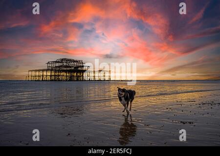 A Border Collie Dog- Canis lupus familiaris corre lungo il West Pier al tramonto, Brighton, Hove, East Sussex, England, UK, GB Foto Stock