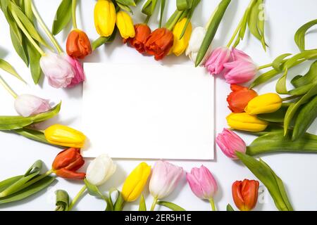 Tulipani multicolore formano un cerchio intorno a un notebook bianco su sfondo bianco. Spazio di copia. Foto Stock
