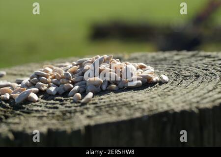 Primo piano di semi di girasole su Cut Tree Trunk, nutrendo gli uccelli e la fauna selvatica in un giorno di primavera di sole nella campagna rurale del Gloucestershire Foto Stock