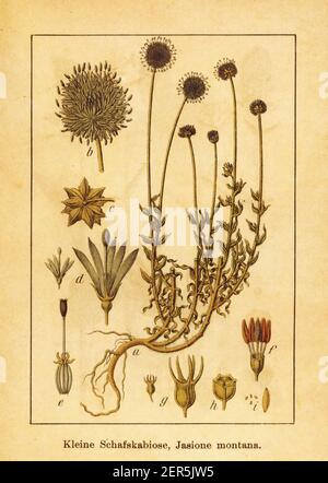 Incisione antica della punta di pecora. Illustrazione di Jacob Sturm (1771-1848) dal libro Deutschlands Flora in Abbildungen nach der Natur mit Beschreib Foto Stock