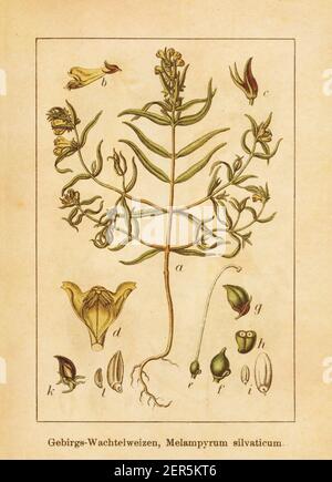 Antica illustrazione di un melampirum sylvaticum, conosciuto anche come piccolo grano di vacca. Inciso da Jacob Sturm (1771-1848) e pubblicato nel libro Deutschl Foto Stock