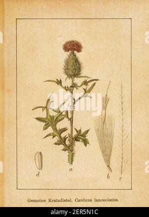 Antica illustrazione di un cirsium vulgare, conosciuto anche come carduus lanceolatus, il tistolo della lancia o il tistolo della bolla. Inciso da Jacob Sturm (1771-1848) e p. Foto Stock