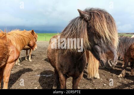 Ritratto di pony islandese marrone con manie lunghe, Islanda del Nord Foto Stock