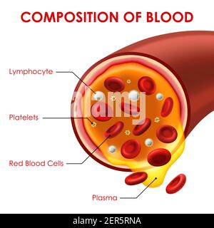 Composizione dello schema di medicina dei vettori sanguigni con sezione trasversale dei vasi, globuli rossi, linfociti, piastrine e plasma. Assistenza medica ematologica, 3d Illustrazione Vettoriale