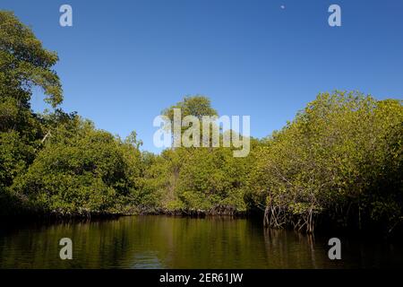 Foresta di mangrovie rosse, Baia di Elizabeth, Isola di Isabela, Isole Galapagos, Ecuador Foto Stock