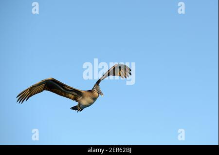 Bruno Pelican (Pelicanus occidentalis), Elizabeth Bay, Isabela Island, Galapagos Islands, Ecuador Foto Stock