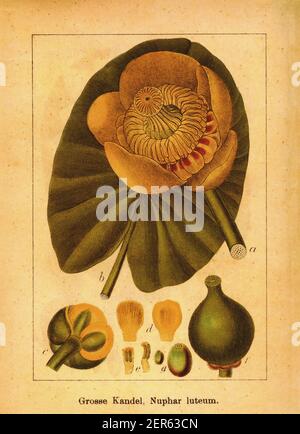 Incisione antica di giglio giallo. Illustrazione di Jacob Sturm (1771-1848) dal libro Deutschlands Flora in Abbildungen nach der Natur mit BESC Foto Stock