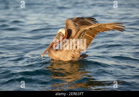 Bruno Pelican (Pelicanus occidentalis), Elizabeth Bay, Isabela Island, Galapagos Islands, Ecuador Foto Stock