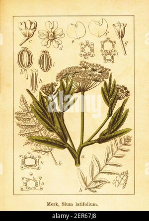 Antica illustrazione di pastinaca acqua. Incisione di Jacob Sturm (1771-1848) dal libro Deutschlands Flora in Abbildungen nach der Natur mit Bescher Foto Stock