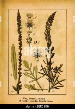 Antica incisione di saldatura e mignonette selvatiche. Illustrazione di Jacob Sturm (1771-1848) dal libro Deutschlands Flora in Abbildungen nach der Natur Foto Stock