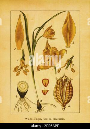 Antica illustrazione del XIX secolo del tulipano selvatico. Incisione di Jacob Sturm (1771-1848) dal libro Deutschlands Flora in Abbildungen nach der Natur m Foto Stock