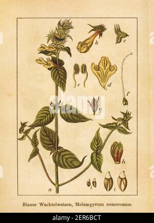 Antica illustrazione di un melampirum nemorosum, noto anche come legno di grano vaccino. Inciso da Jacob Sturm (1771-1848) e pubblicato nel libro Deutschlan Foto Stock