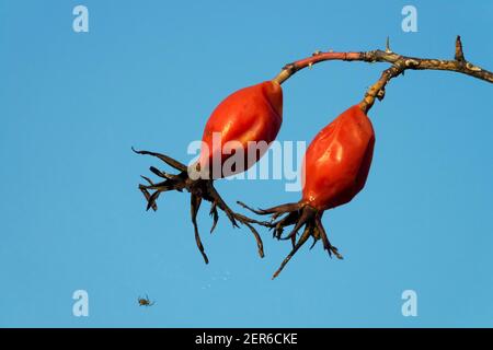 Cane Rose fianchi, Rose fianchi bacche sfondo blu Foto Stock