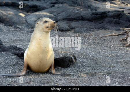 Galapagos leone di mare femmina con cucito, Punta Espinosa, isola di Fernandina, Isole Galapagos, Ecuador Foto Stock