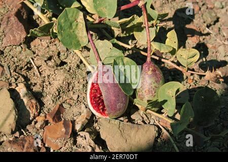 Frutti con semi della pianta di arrampicata selvatica Capparis spinosa Foto Stock