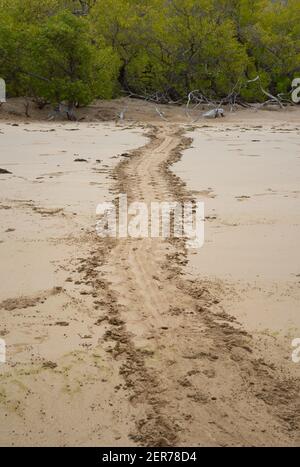 Tracce di tartarughe che conducono a Espumilla Beach, Santiago Island, Galapagos Islands, Ecuador Foto Stock